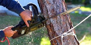 Best Arborist Consultation Services  in Scobey, MT